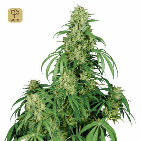 Calamity Jane Auto · Buddha Seeds