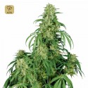 Calamity Jane Auto