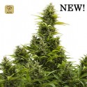 Medikit Auto CBD