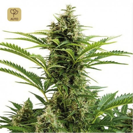 Vesta Auto · Buddha Seeds