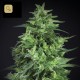 Llimonet Haze Ultra CBD · Elite Seeds