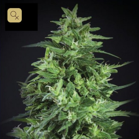 Llimonet Haze Ultra CBD · Elite Seeds