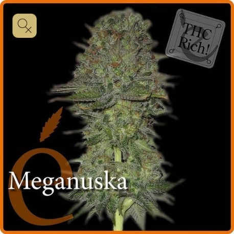 Meganuska · Elite Seeds