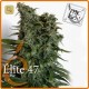 Elite 47 · Elite Seeds