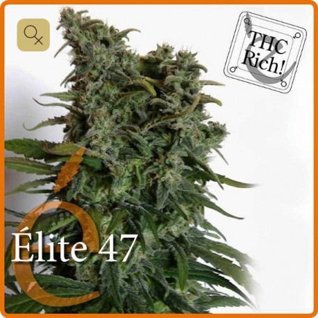 Elite 47 · Elite Seeds
