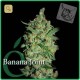 Banana Joint · Elite Seeds