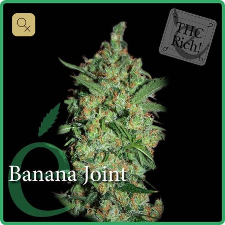 Banana Joint · Elite Seeds