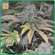 Early Widow · Elite Seeds