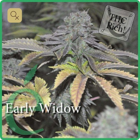 Early Widow · Elite Seeds