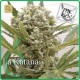La Katana · Elite Seeds