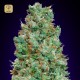 Auto Blueberry · 00 Seeds