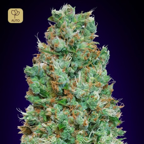 Auto Blueberry · 00 Seeds