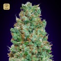 Auto Blueberry