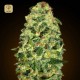 Auto California Kush · 00 Seeds