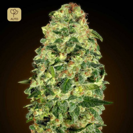 Auto California Kush · 00 Seeds