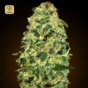 Auto California Kush
