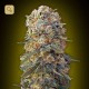 Sweet Critical Fem · 00 Seeds