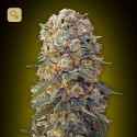 Sweet Critical