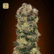 Auto Sweet Soma · 00 Seeds