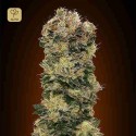 Auto Sweet Soma