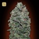 Sweet Soma · 00 Seeds