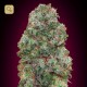 Bubble Gum · 00 Seeds