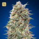 California Kush