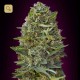 Caramel Kush · 00 Seeds