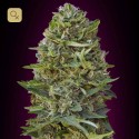 Caramel Kush