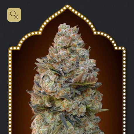 Female Collection 1 · 00 Seeds