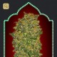 Female Collection 2 · 00 Seeds