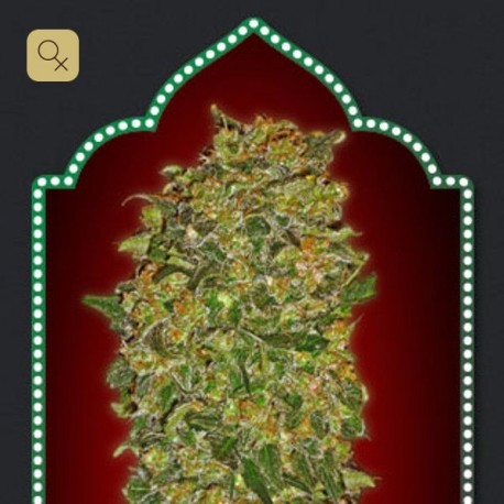 Female Collection 2 · 00 Seeds