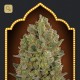 Female Collection 3 · 00 Seeds