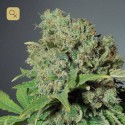 Skunk Haze CBD