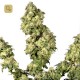 Ultra Skunk · Dutch Passion
