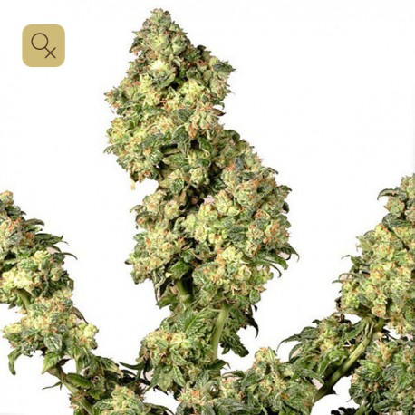 Ultra Skunk · Dutch Passion