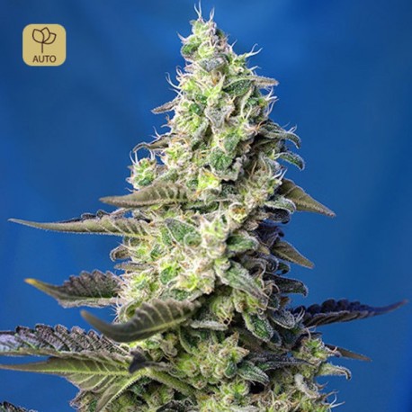 Green Poison XL Auto · Sweet Seeds