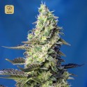 Green Poison XL Auto