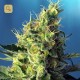 Sweet Pure CBD · Sweet Seeds