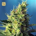 Sweet Pure CBD