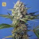 Crystal Candy F1 Fast Version