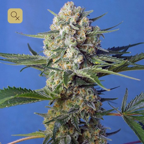Crystal Candy F1 Fast Version