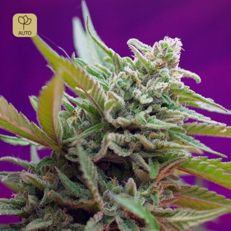 Black Jack Auto