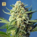S.A.D Sweet Afgani Delicious Auto