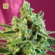 S.A.D Sweet Afgani Delicious CBD