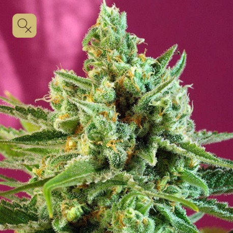 S.A.D Sweet Afgani Delicious CBD