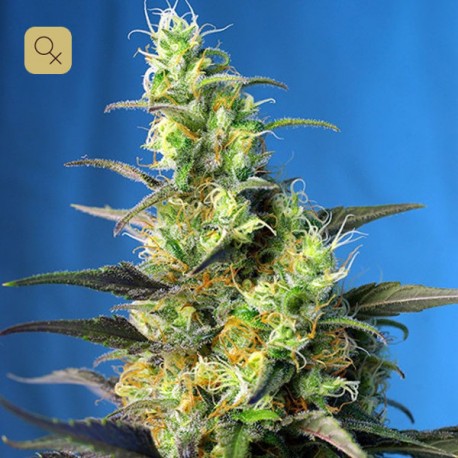 Ice Cool CBD · Sweet Seeds