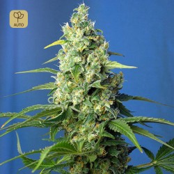 Honey Peach Auto CBD · Sweet Seeds