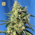 Sweet Amnesia Haze