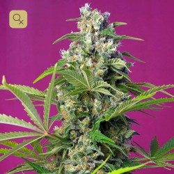 Gorila Girl · Sweet Seeds